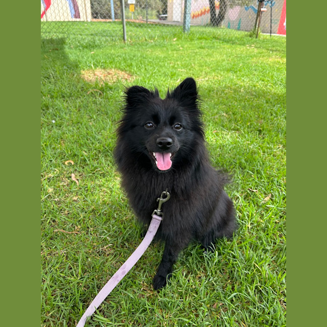 Photo of Wilma (Coco)