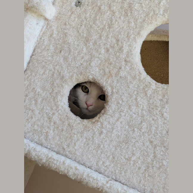 Photo of Sparky