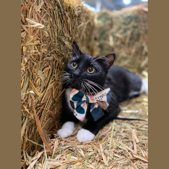 Photo of Stripe And Bandit   Located In Croydon