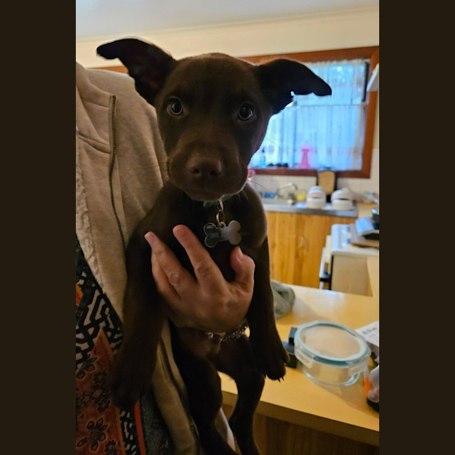 Photo of Oscar