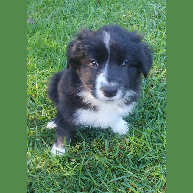 Photo of Kai