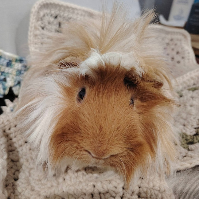 Photo of Tofu & Brownie Boy