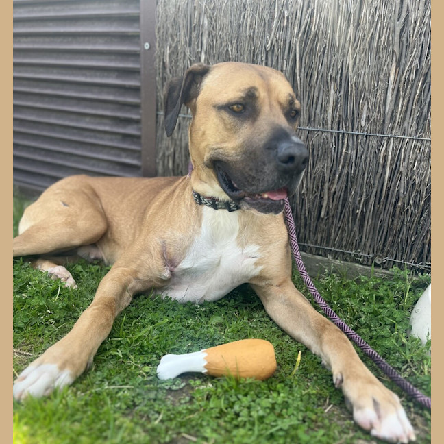Photo of Hank