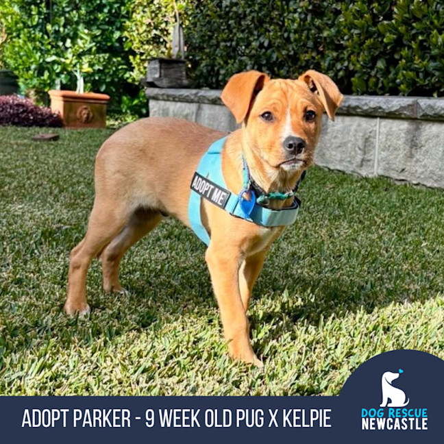 Photo of Parker   9 Week Old Pug X Kelpie