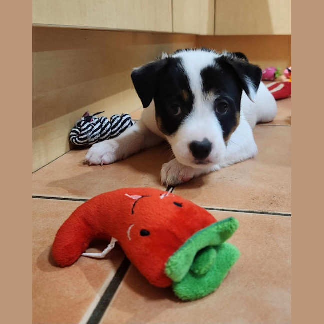 Photo of Gypsy