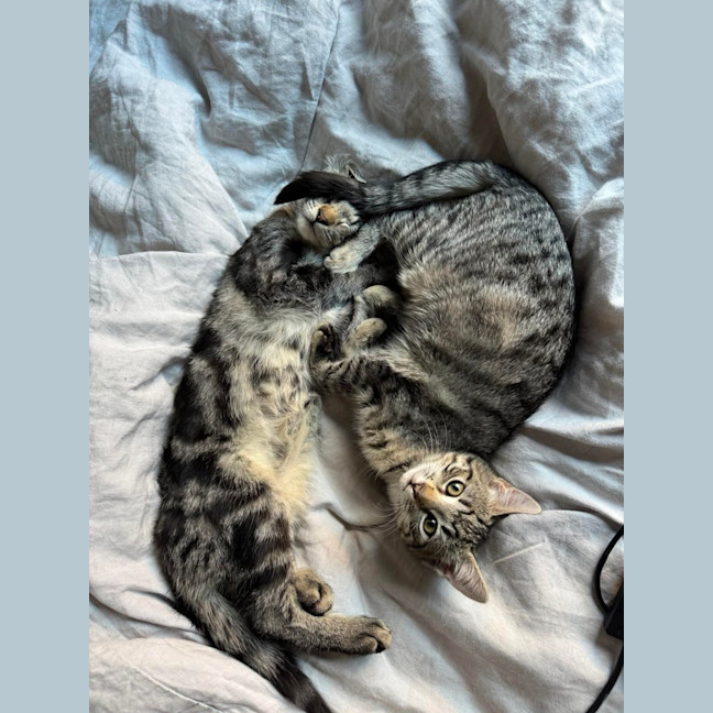 Photo of Maeve Meet Me@Petstock Keysborough 