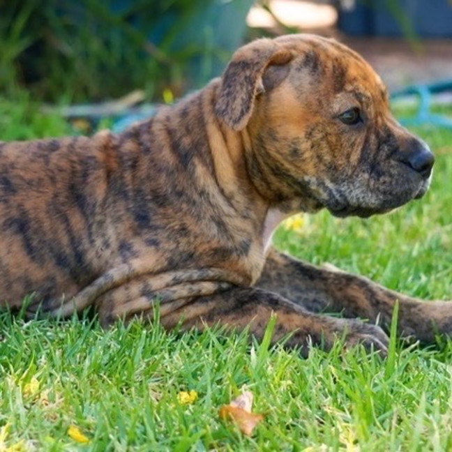 Photo of Tonka