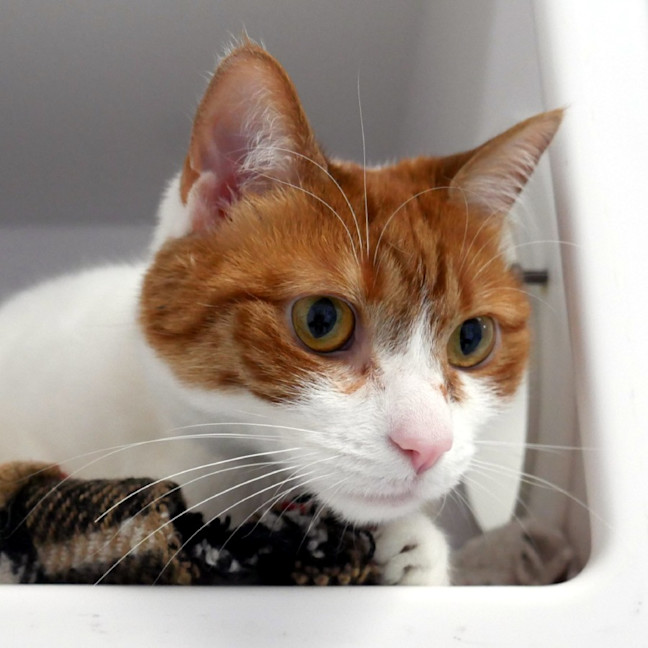 Photo of Toffee Sua014083