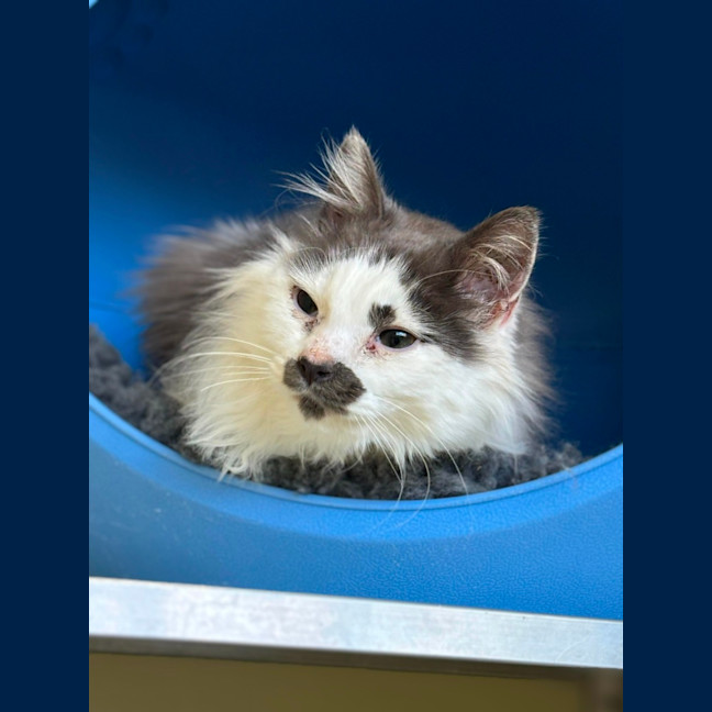 Photo of 🎪 Elmo 5400 🎪