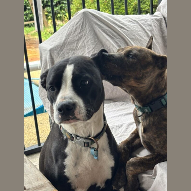 Photo of Foghorn Leghorn