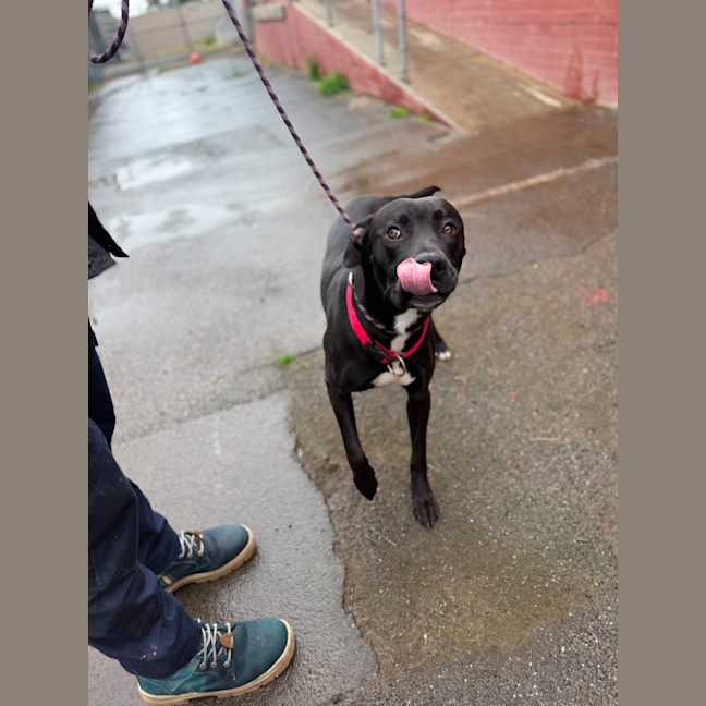 Photo of Bullet