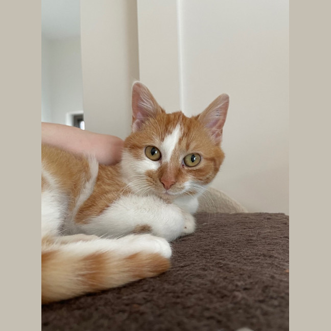 Photo of Marigold