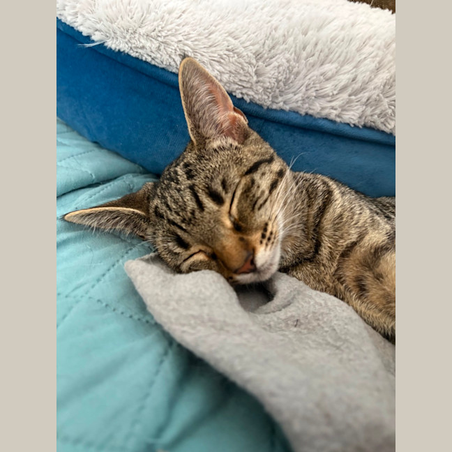 Photo of Constantine **2nd Chance Cat Rescue**