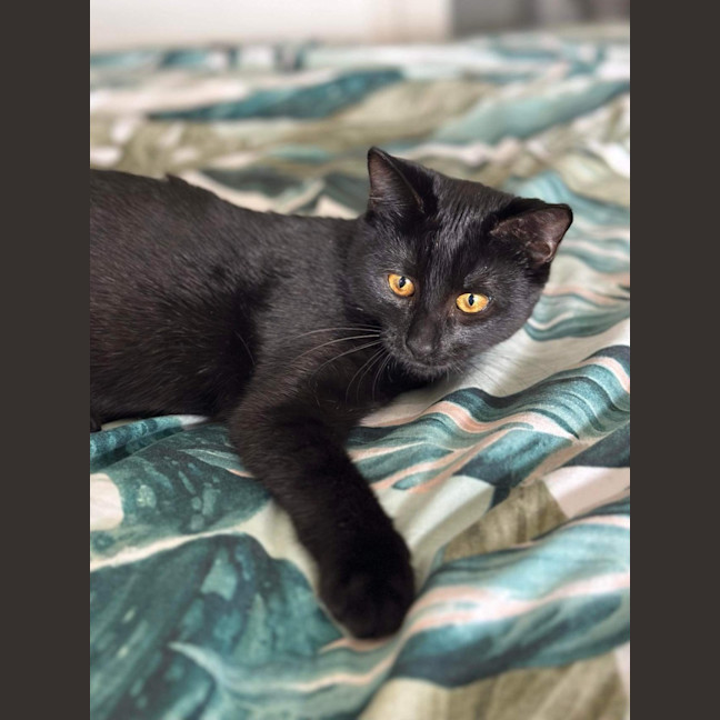 Photo of Stormie 🖤