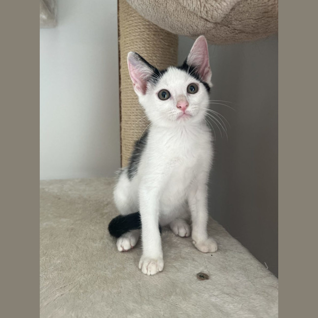 Photo of Cappuccino   Now At Pet Quarters Glendale