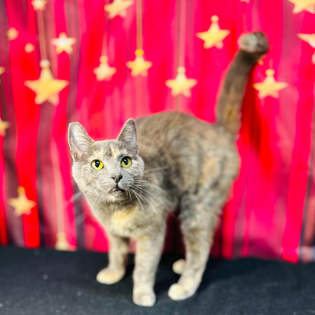 Photo of Lottie (Located In Preston) 