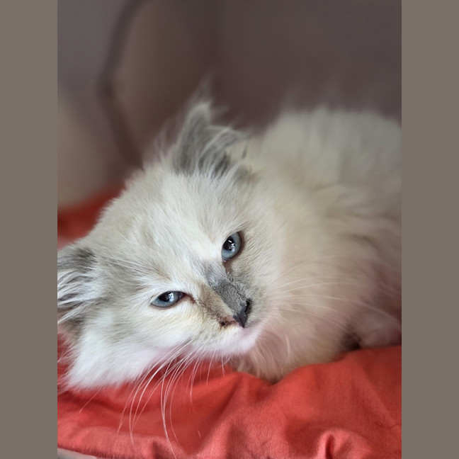 Photo of Skye