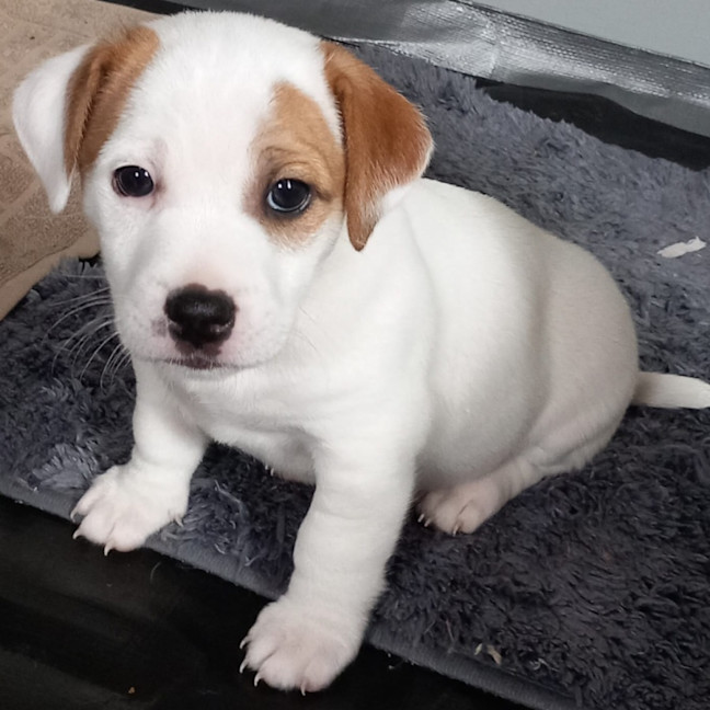 Photo of Porthos