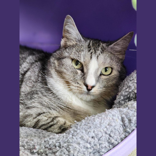 Photo of 🧇 Waffles 6844 🧇