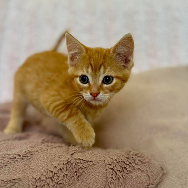 Photo of Harry   In Foster Care In Croydon