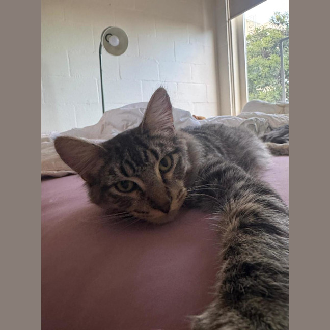 Photo of Benji