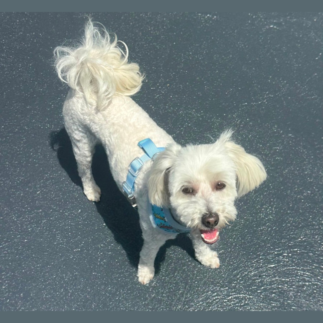 Photo of George 🐶🎾