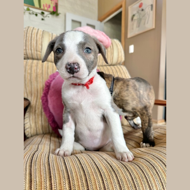Photo of Riddle