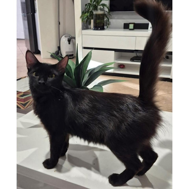 Photo of 12948   Mia