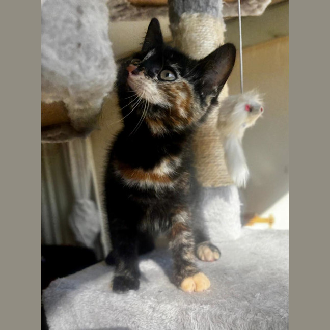 Photo of Sunkist 