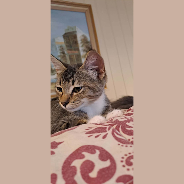 Photo of Spike