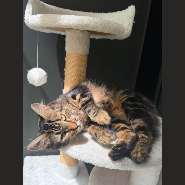 Photo of Cora