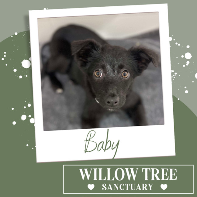 Photo of Baby