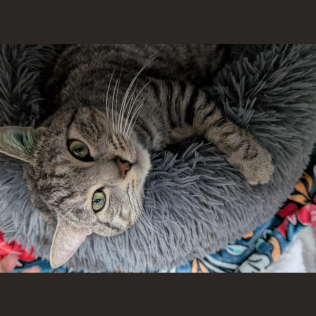 Photo of Gentle Spike