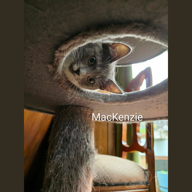 Photo of Mac Kenzie 