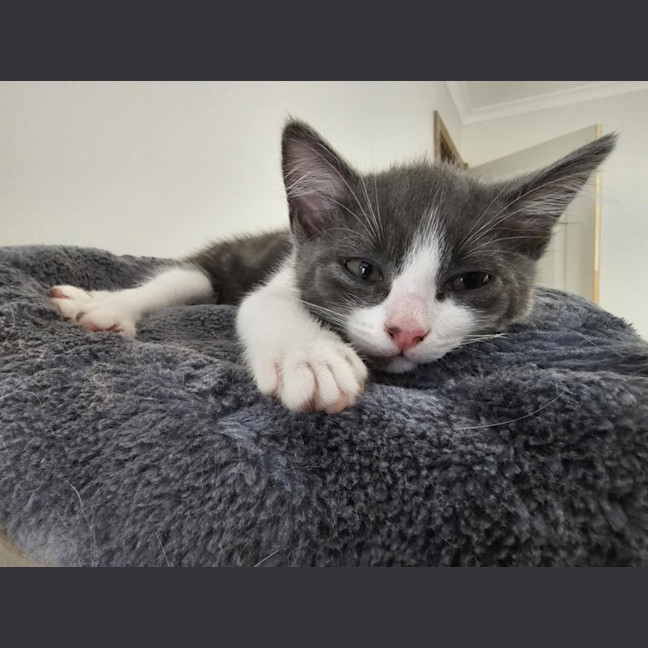 Photo of Penny Meet Me@Petstock Hastings Store