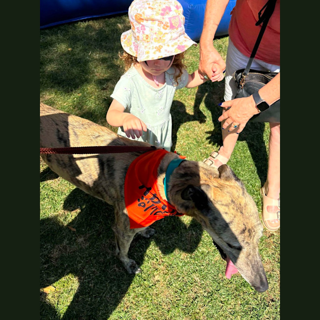 Photo of Bella   5 Year Old Greyhound