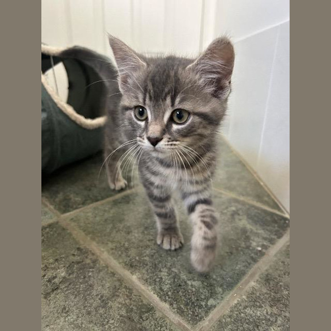 Photo of Miso