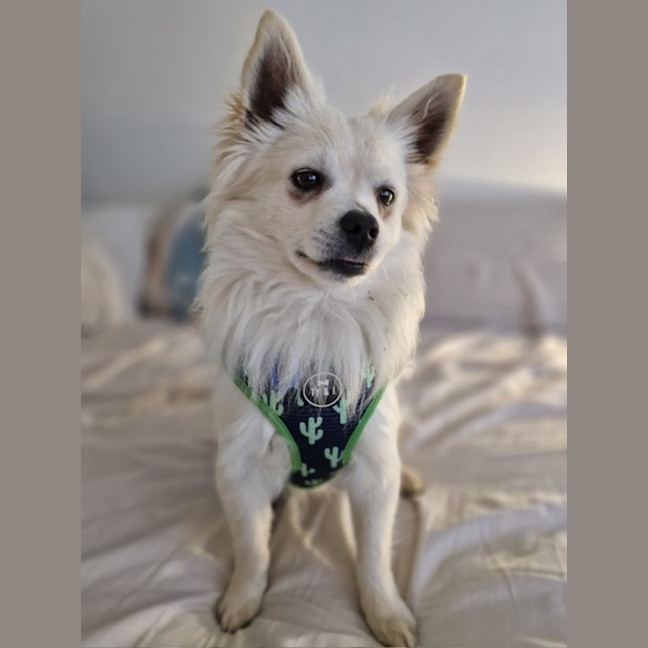 Photo of Dumpling   10 Month Old Pomeranian X Spitz