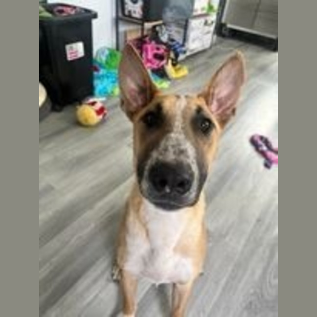 Photo of Peanut