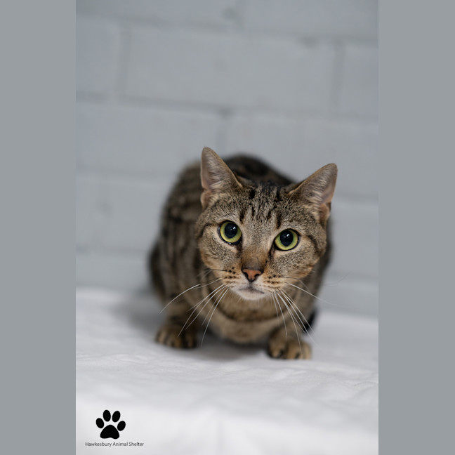 Photo of Muffin