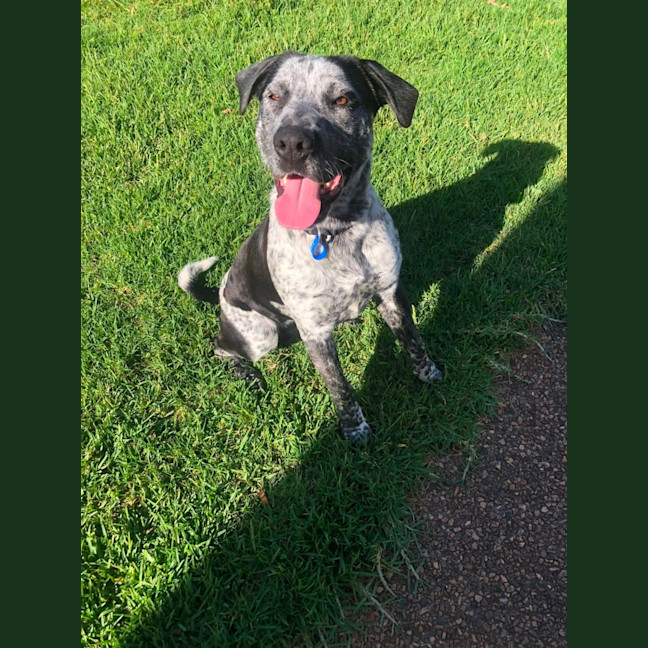 Photo of Samson *$250 Adoption Fee*
