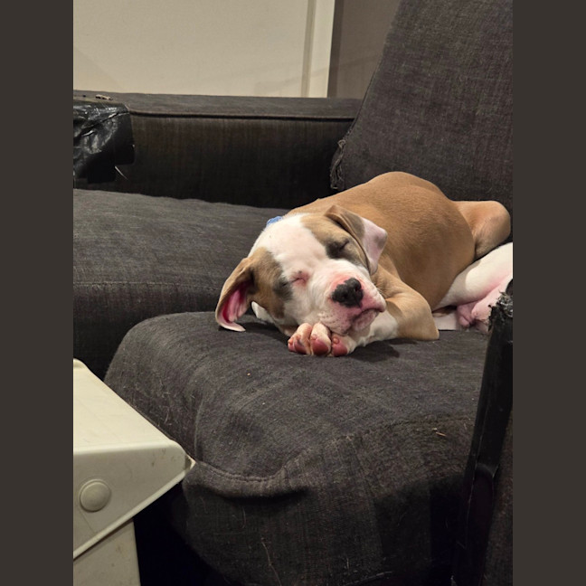 Photo of Bontempelli