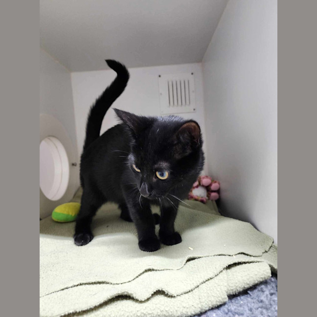 Photo of 🌵 Cole 6100 🌵