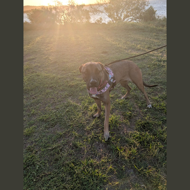 Photo of Bella   15 Month Old Mixed Breed (Trial)