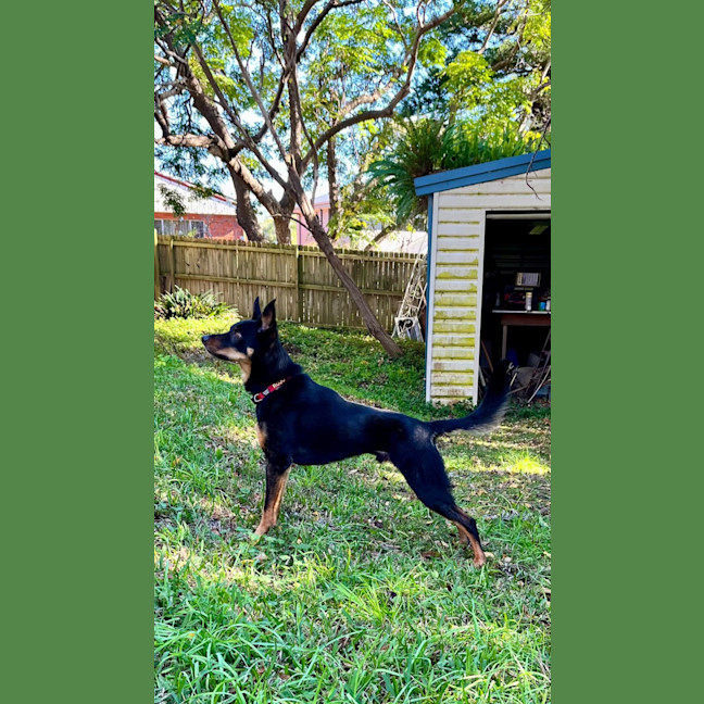 Photo of Cooma   6 Year Old Kelpie