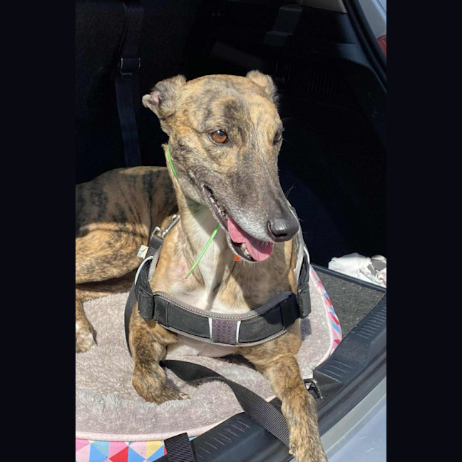 Photo of Roxy, The Greyhound