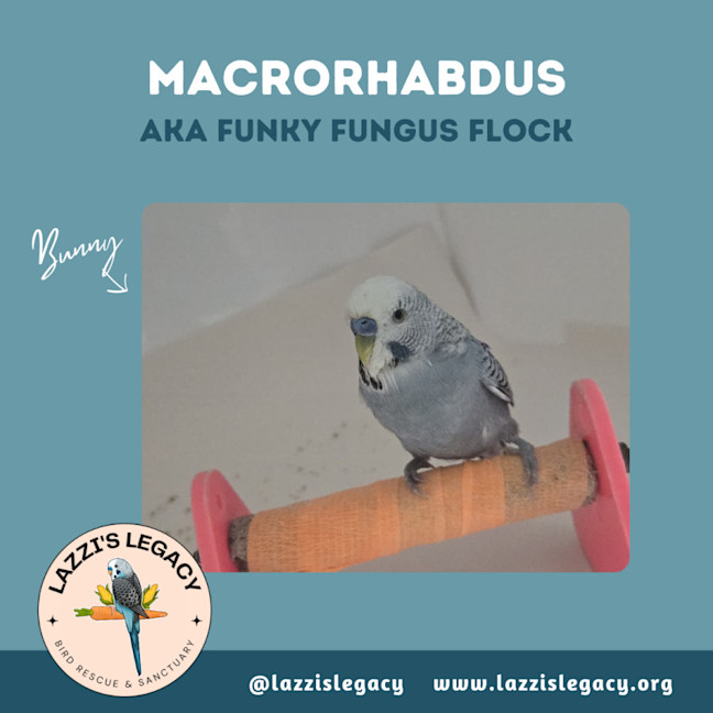 Photo of Macrohabdus (Agy, Megabacteria) Flock