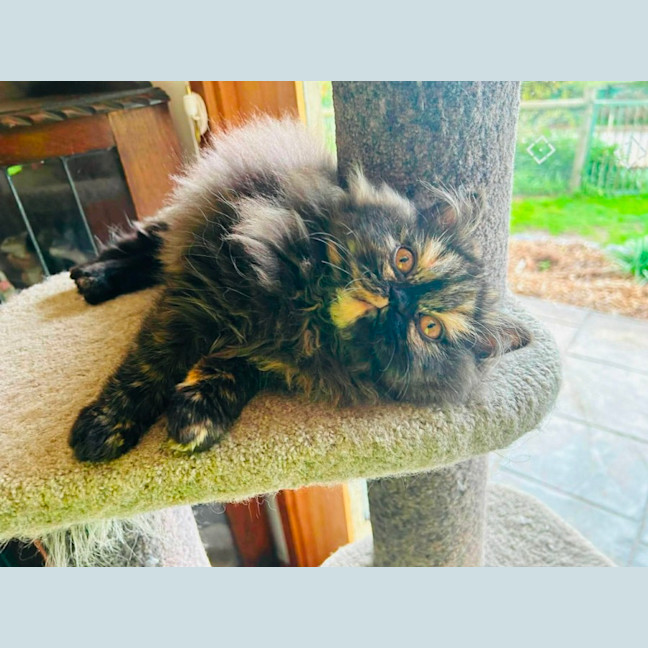 Photo of Pepper