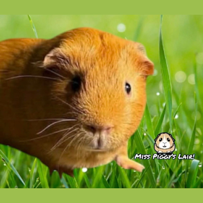 Photo of Rusty