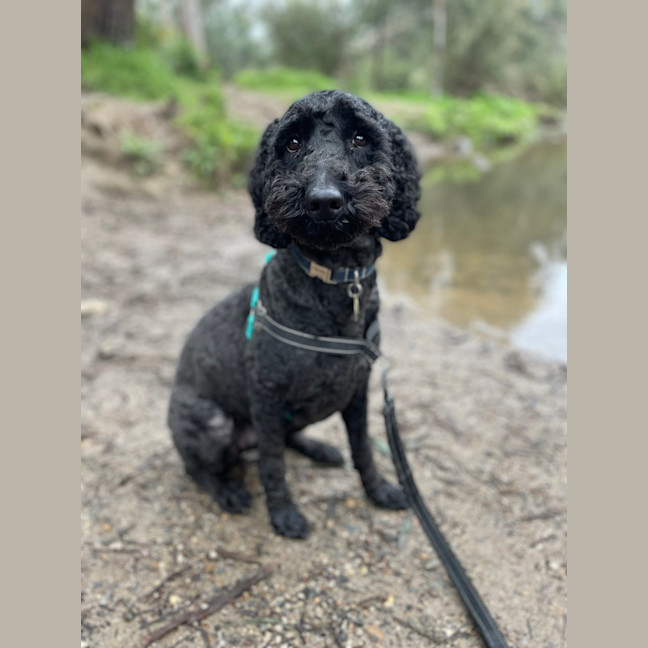 Photo of Bella